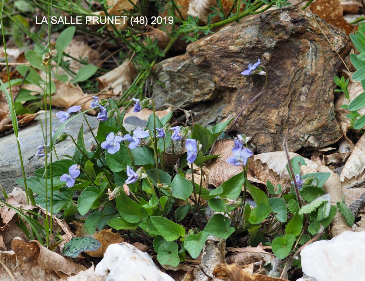 Violet, Common dog plant